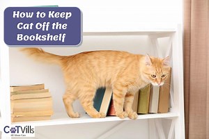How to Keep Cat Off the Bookshelf (What and What NOT to Do)