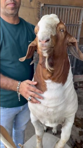 African boer goat farming india