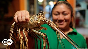 Protecting Caribbean lobster in Mexico