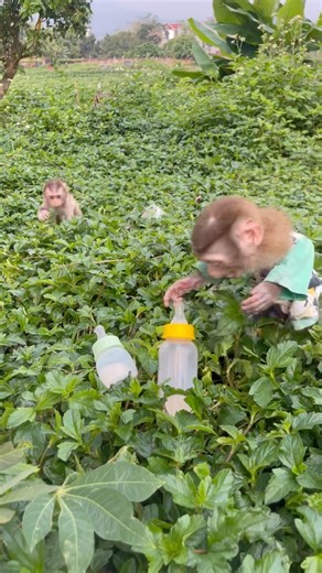 The monkey ran back to the milk bottle.