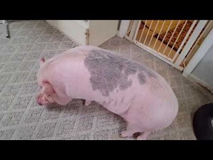 Vet visit for abscess in a mini pig