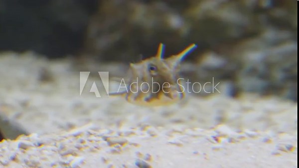 Lactoria cornuta the longhorn cowfish swims gracefully with its horned boxy shape and bright colors creating a unique and captivating view of this distinctive tropical marine species