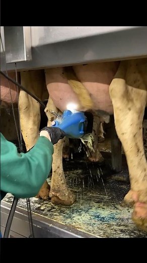 🌾 Milking on a Modern Farm – Why Udder Washing is a MUST 🐄