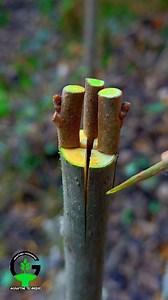 911K views · 3.9K reactions | Easy Grafting Techniques on Reels | Facebook