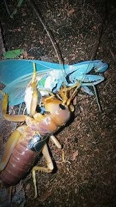 A cricket fighting a praying mantis 🦗🌿 ..😮😮😮 | Mahabharatham - Vijay Tv