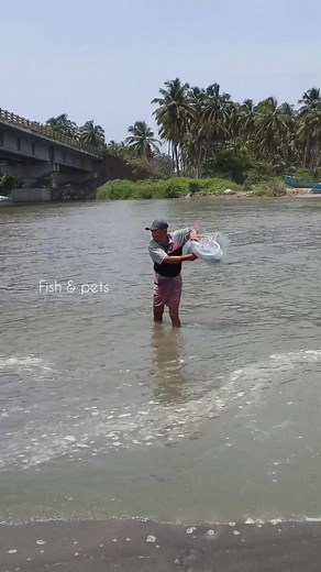 369K views · 3.1K reactions | Net Fishing  | Fish & pets | Facebook