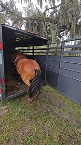 3K views · 206 reactions | A horse that loads poorly is a personal pet peeve of mine來. Loading confidently and easily is a must! So, of course, l'll work on it! . . . #blmmustang #horsetrainer #trailride #trailerloading #trailertraining | Trust Equine Training | Facebook