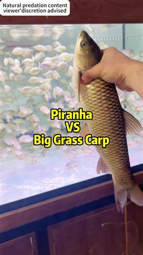Piranha VS Big Grass Carp#Science #FishFeeding#StrangeFish#AnimalScience
