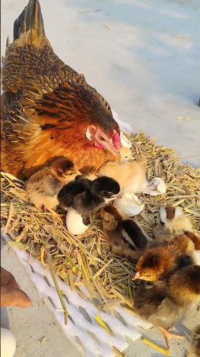 Amazing Broody Hen Protecting Chicks After Hatching🐔🐣