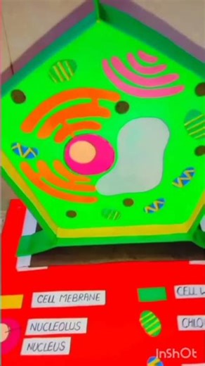 "Plant cell" model using cardboard #science #class9 #class11 #model