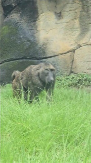 Olive Baboons/Taipei Zoo