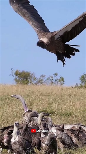 Pakistan se Gidh achanak kahan ghaib ho gaye? 😢