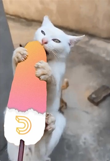 dailymotion sur TikTok