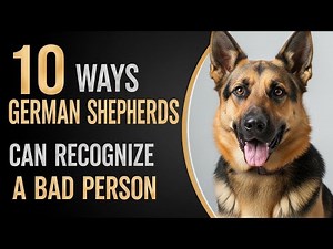 10 Ways German Shepherds can Recognize a Bad Person | Every German Shepherd Owner Should Note!