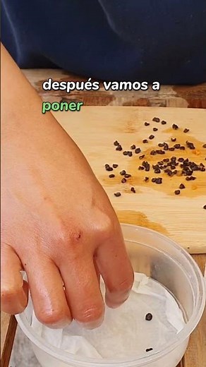 Cómo germinar CHILE MANZANO servilleta🌱🤯