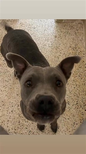 Brevard County, FL - South Animal Care and Adoption Center on Reels