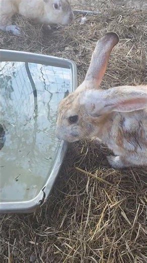 I Left My Rabbits Alone For 3 Days!
