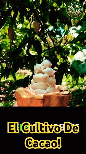 What is cocoa farming? 🍫