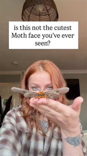 the cutest moth face EVERRR 🥹 Another post of my ghostly silk moths because … they’re insanely beautiful & I cannot stop flexing em 🙂‍↕️ #entomology #insectlovers #bugsofinstagram #lepidoptera | Woodland Oddities