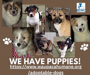 27 reactions · 12 shares | https://www.waupacahumane.org/adoptable-dogs for more info! An approved application is required to schedule meetings! | Waupaca Humane- Humane Society of Waupaca County | Facebook