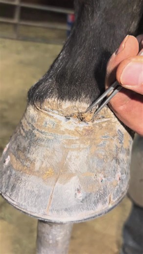 The Art of Farriery: Crafting Perfect Horseshoes