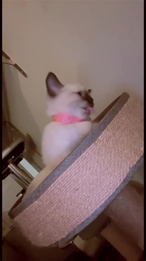 Dusty-Rose (@theonlydustyrose)’s videos with Little Life - Cordelia