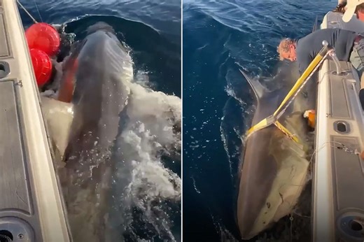 Massive Shark Measuring Nearly 14 Feet Long Becomes Largest Male Great White Tagged by Researchers