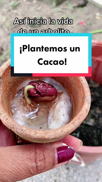 Cómo germinar y plantar cacao: guía práctica paso a paso