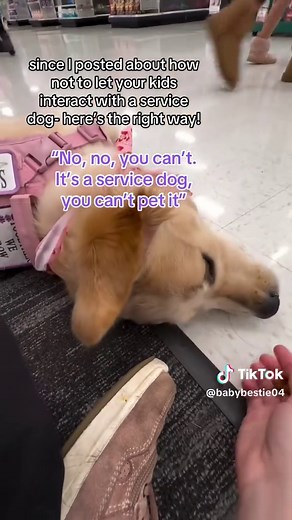 How to Handle a Service Dog: Proper Etiquette and Safety
