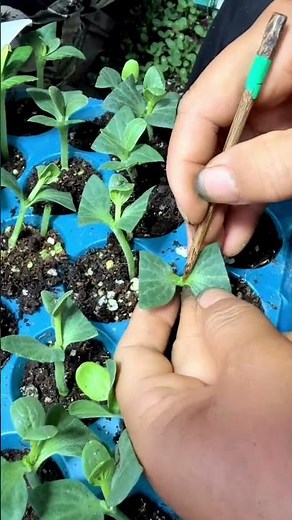 "Grafting Watermelon onto Pumpkin Plants – Easy Method Explained!"