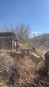 40K views · 2.2K reactions | The Tumbleweed Terminators are on the job and eating those pesky weeds!! #goats #goatscaping #goatgrazing #grazinggoats #contractgrazing #contractgoatgrazing #targetedgrazing #targetedgoatgrazing #grazingsystems #prescibedgrazing #prescribedgoatgrazing #systemsgrazing #rentagoat #yardmaintenance #weedremoval #firefuelreductionw #brushremoval #thegoatguy #goatguy #newmexico #bosque #newmexico #cowboymax | Galloping Goat Pumpkin Patch | Facebook