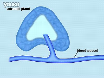 细胞生物学 cAMP信号通路