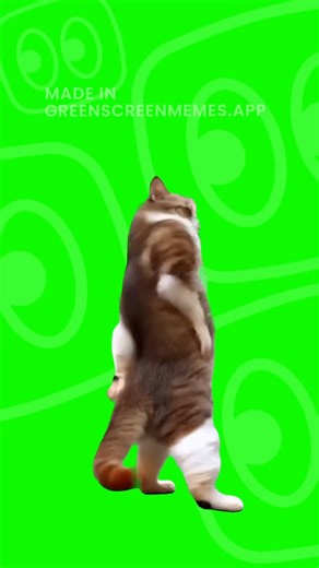 Green Screen Memes on Instagram: "Comment “Meme” for a 4K Download Link 📥 Cat Coco Chanel dance meme green screen Follow us @greenscreenmeme #meme #memes #memesdaily #greenscreenvideo #memepage greenscreen"