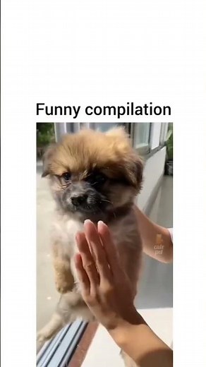 Animals Reacting to Music: Hilarious and Adorable Compilation