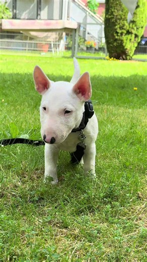 Mini Bull Terrier Family Member: Meet the Miniature Bullterrier