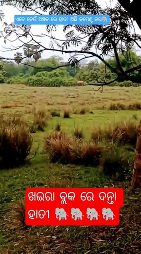 ଖଇରା ଅଞ୍ଚଳ ରେ ଦନ୍ତା ହାତୀ 🐘🐘🐘🐘#khairablock #millionviews #likeandsubscribe