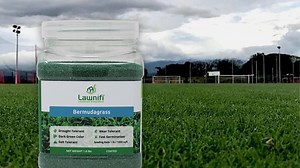 The Best Bermuda Grass Seed for Home Lawns