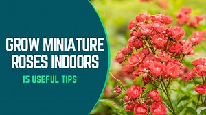 How To Grow Miniature Roses Indoors In (2026)