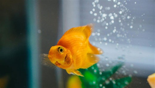 Goldfish drives its way into Guinness World Record book