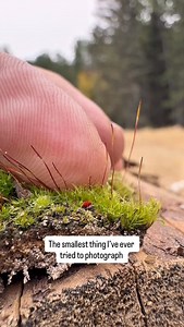 One of the smallest living things I’ve ever photographed — a velvet mite. Barely visible, yet full of beauty if you take the time to look. Over the past year I’ve shared more of this side of me, my photography journey. And truth be told — it’s cost me. Close to 10,000 followers gone. People walked away because I wasn’t posting what they wanted. That’s okay. I’m not chasing numbers. I’m chasing moments. Because this is what matters. Sharing the world through my eyes. Showing that hunters aren’t t