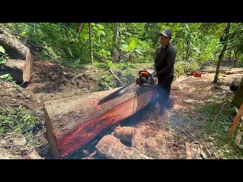Raw ASMR Chainsaw Therapy: Precision Cutting Dangerous Giant Tree from the Top