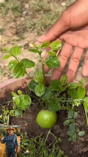 وضعت بيضة تحت الليمون.. والنتيجة صدمتني! 🍋#shorts