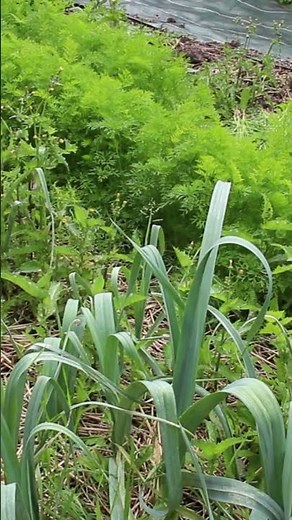 Du Rêve à la Réalité : Mon Aventure de Jardinage 🌱
