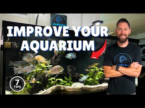 7 Easy Ways to Make Your Aquarium Look Better (Cheap & Simple Fixes)