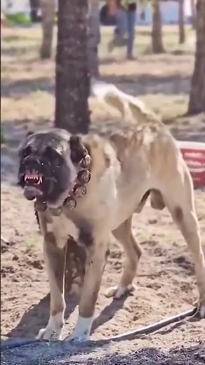 "Kangal: The World's Most Powerful Guardian Dog!"💪 dangerous dog|