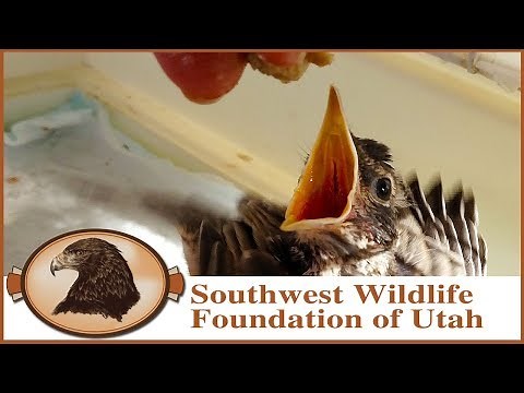 Raising Rescued Baby Robins