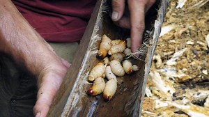 157K views · 1K reactions | A fallen sago tree provides a source of live wriggly protein that bites back. One sago tree can yield up to 600 grubs. | National Geographic TV | Facebook