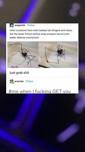 Discovering the Fascinating World of Scorpion Tailless Whip Scorpions