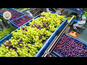 How to Process Thousands Of Tons Of Fruits And Vegetables In A Processing Factory