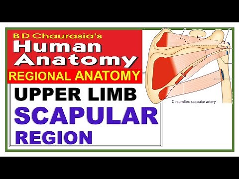 Chp6 | SCAPULAR Region | Upper Limb | BD Chaurasia | Dr Asif Lectures